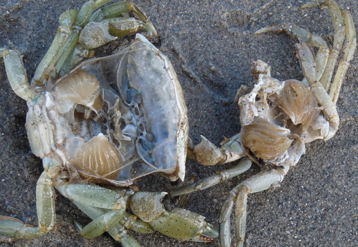 Shore crabs cast shells