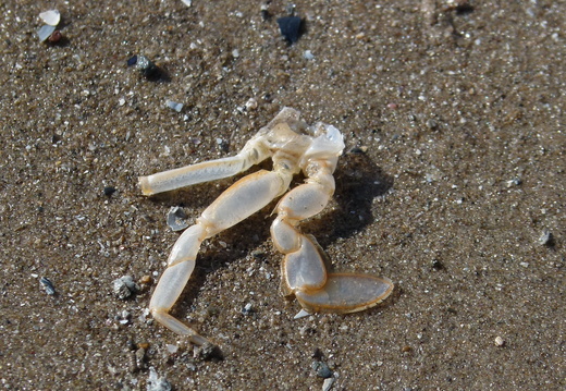 Smooth swimming crab