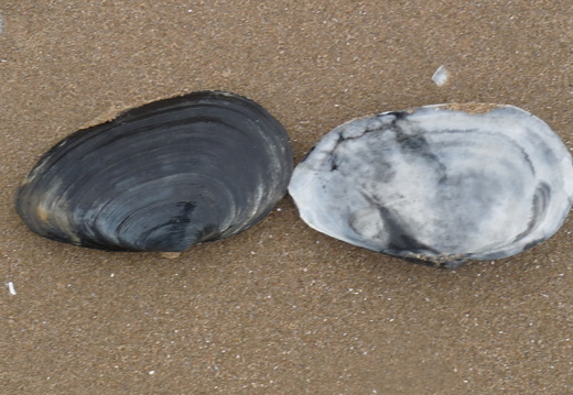Sand Gaper Shells
