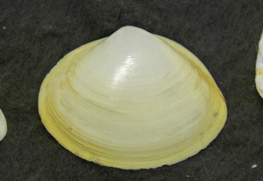 White form of the Rayed Trough Shells