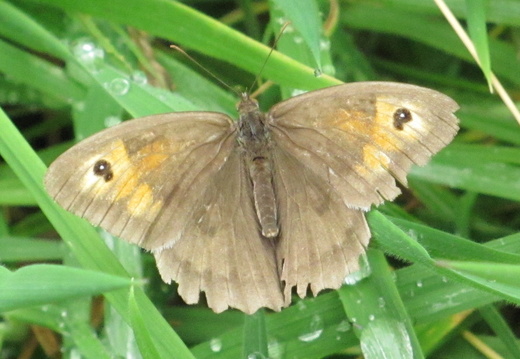 Meadow brown (981)