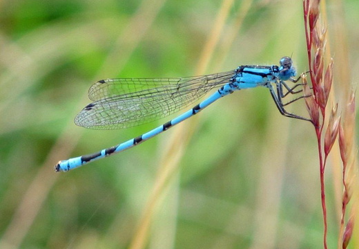 Common blue damselfly (991)