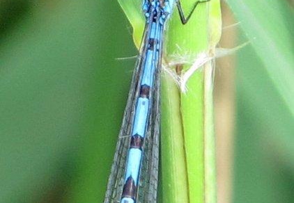 Common blue damselfly (990)