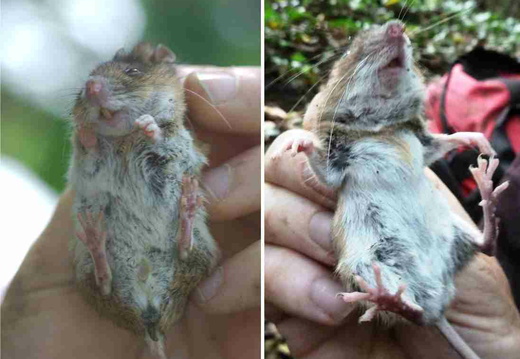 Wood and Yellow-necked Mouse