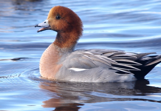 Wigeon