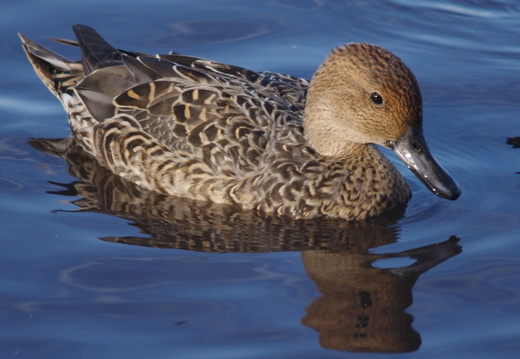 Pintail (1027)