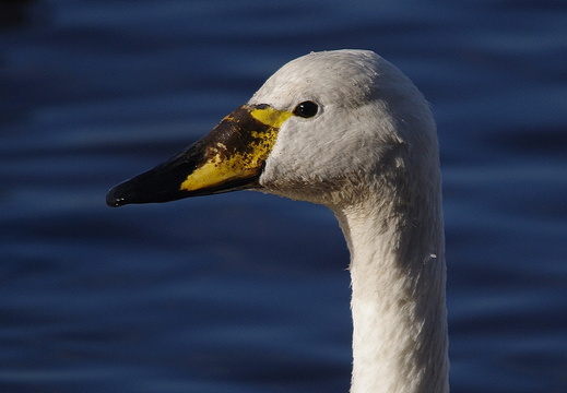 Whooper Swan