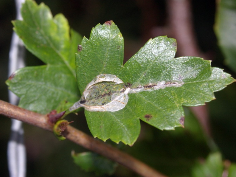 Firethorn Leaf Miner (Phyllonorycter leucographella) (1044)