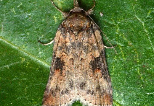 Oak Nycteoline (Nycteola revayana)