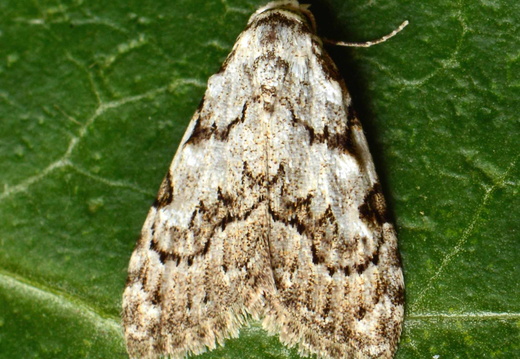 Least Black Arches (Nola confusalis)
