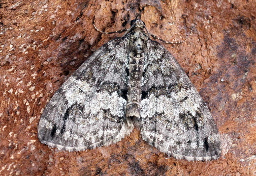 May Highflyer (Hydriomena impluviata)