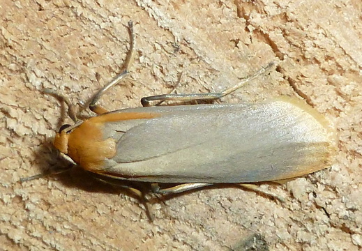 Buff Footman (Eilema depressa)