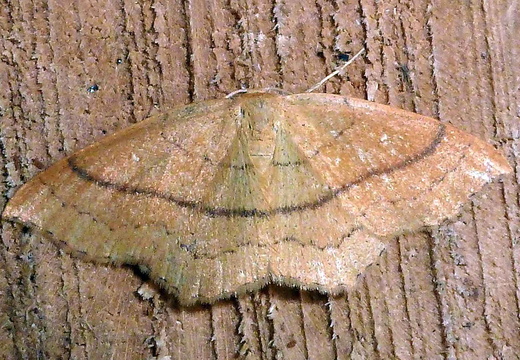 Clay Triple-lines (Cyclophora linearia)
