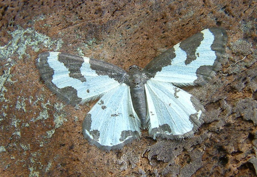 Clouded Border (Lomaspilis marginata)