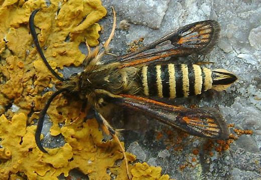 Six-belted Clearwing (Bembecia ichneumoniformis)
