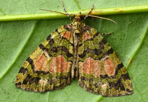 July Highflyer (Hydriomena furcata)