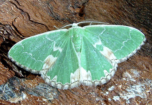 Blotched Emerald (Comibaena bajularia)