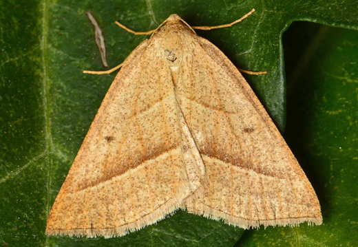 Brown Silver-line (Petrophora chlorosata)