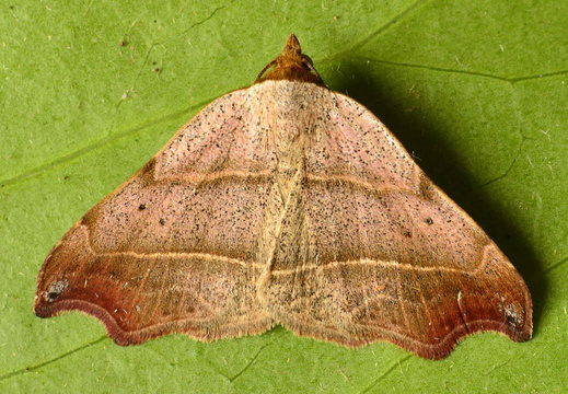 Beautiful Hook-tip (Laspeyria flexula)