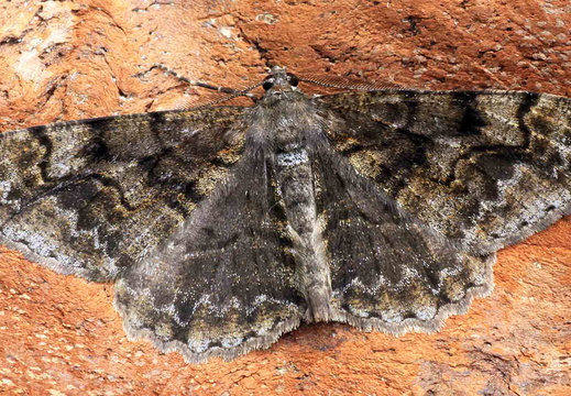 Mottled Beauty (Alcis repandata)