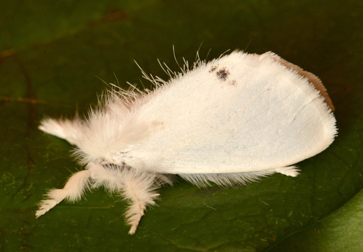 Yellow-tail (Euproctis similis)