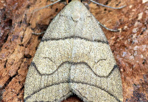 Small Fan-foot (Herminia grisealis)