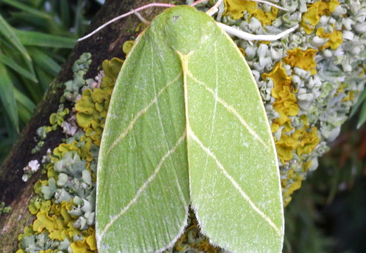 Scarce Silver-lines (Bena bicolorana)