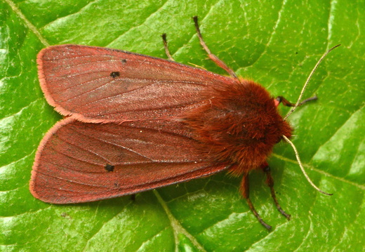 Ruby Tiger (Phragmatobia fuliginosa) (1292)