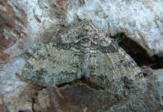 Seraphim (Lobophora halterata)