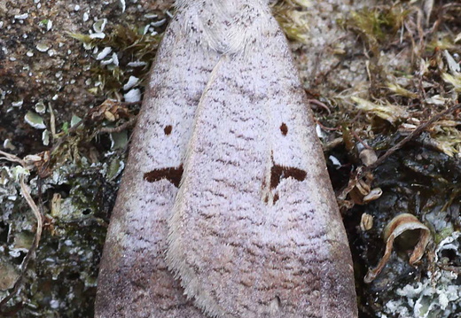 Blackneck (Lygephila pastinum)