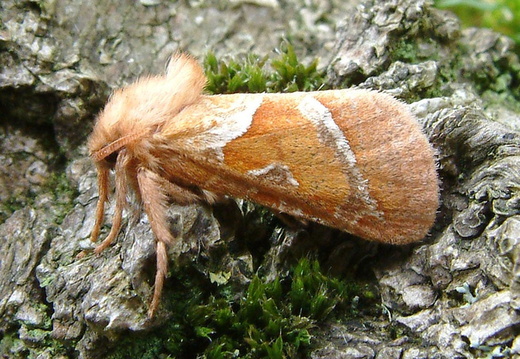 Orange Swift (Hepialus sylvina)