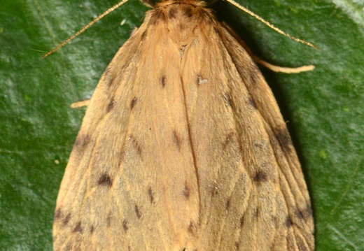 Round-winged Muslin (Thumatha senex)