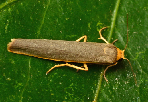 Scarce Footman (Eilema complana)