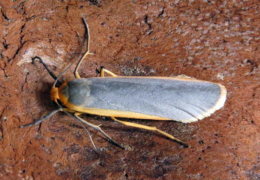 Common Footman (Eilema lurideola)