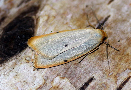 Four-dotted Footman (Cybosia mesomella)