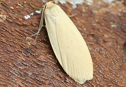 Dingy Footman (Eilema griseola) (1358)