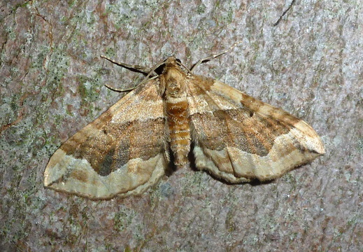 Dark Spinach (Pelurga comitata)