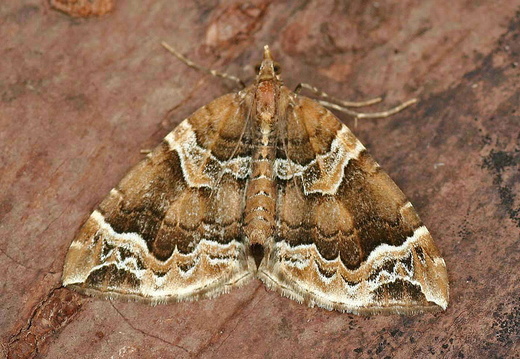 Phoenix (Eulithis prunata)