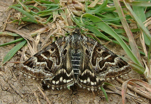 Mother Shipton (Euclidia mi)