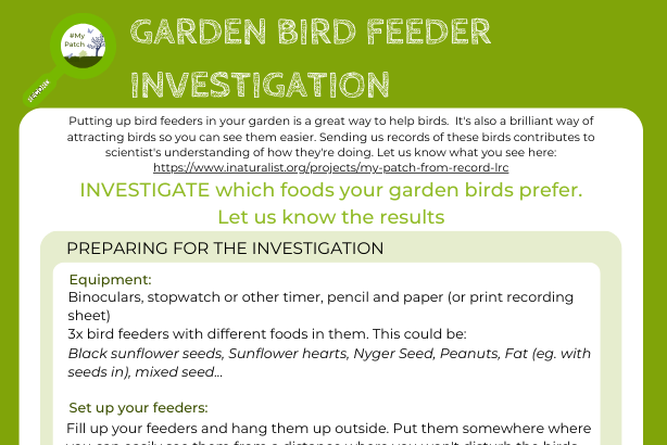 Bird feeder logo