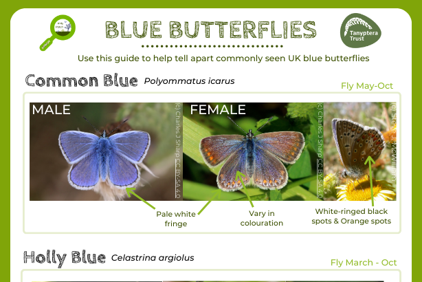 Blue butterflies logo