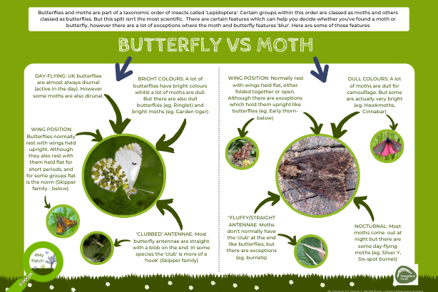 Moth vs butterfly logo