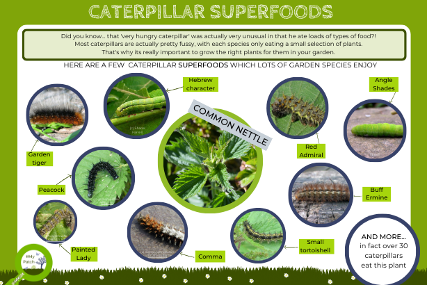 Caterpillar superfoods logo