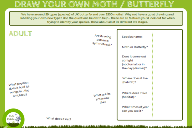 Draw your own moth/butterfly logo