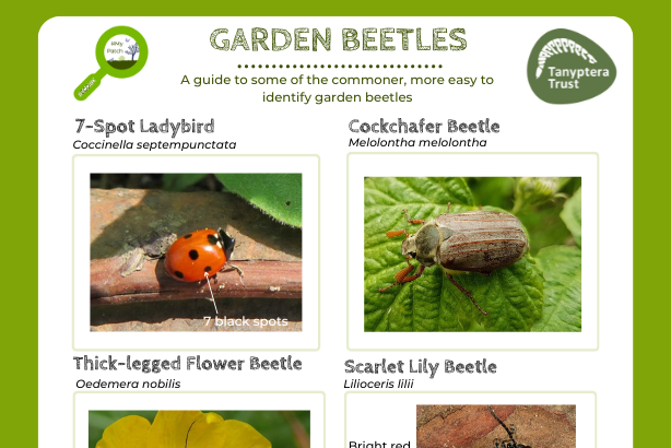 Gardening for beetles logo