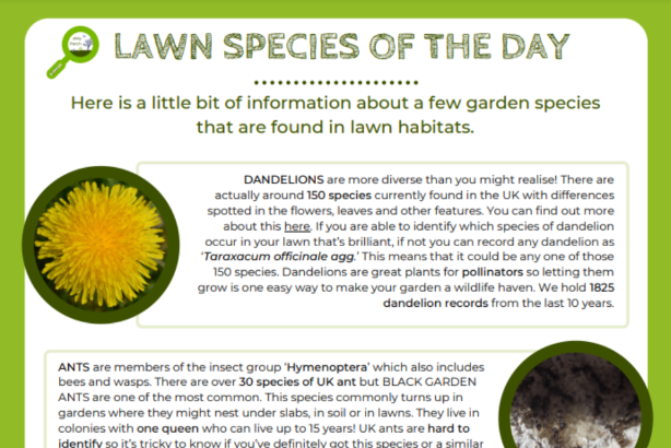 Lawn species of the day logo
