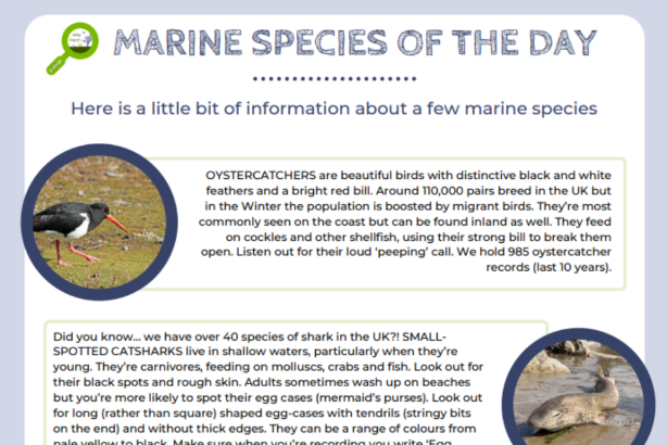 Marine species of the day logo