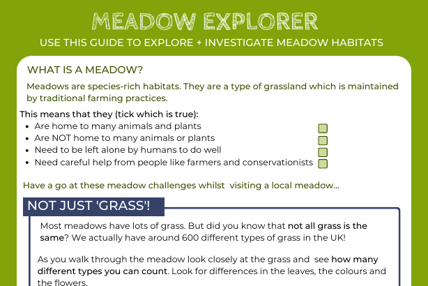 Meadow explorer logo