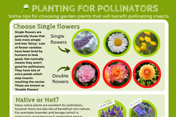 Planting for pollinators logo