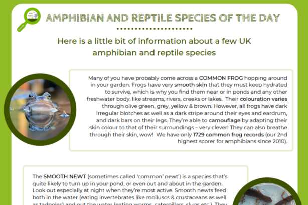 Reptile species of the day logo
